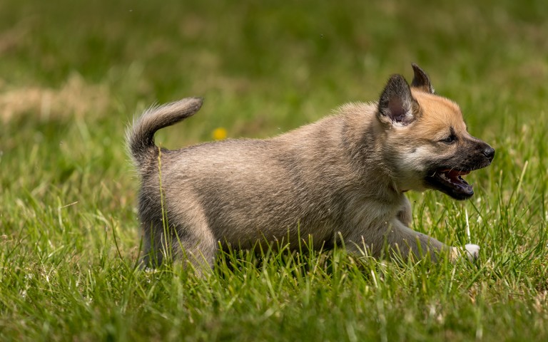 noorse buhund-2