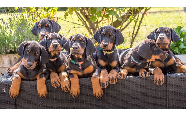 dobermans